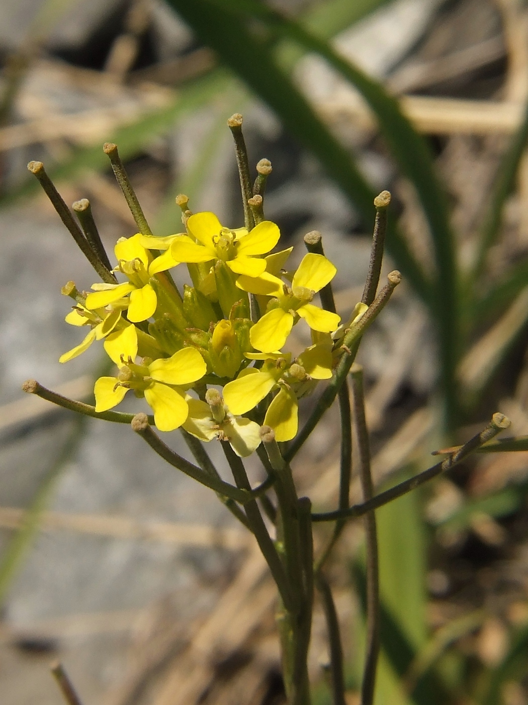 Image of Erysimum hieraciifolium specimen.