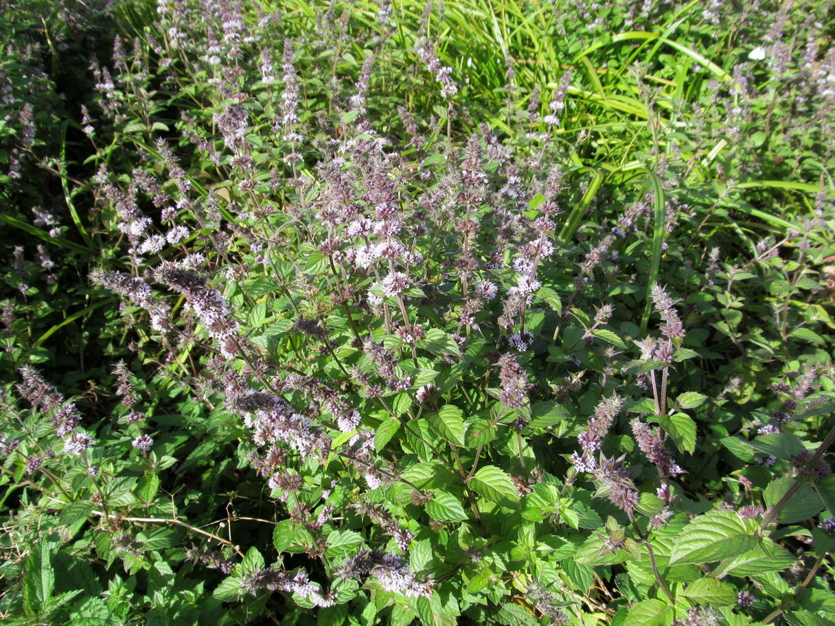 Image of Mentha &times; verticillata specimen.