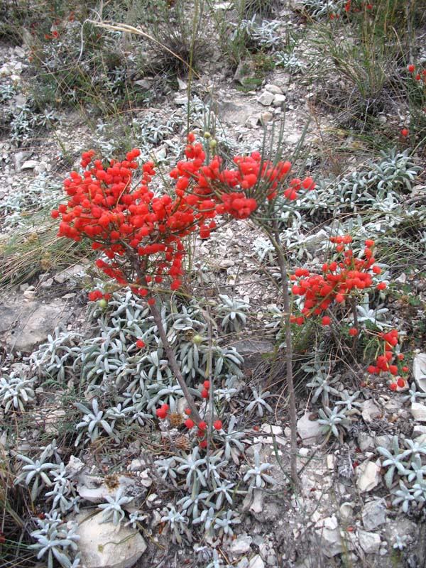 Image of Ephedra procera specimen.