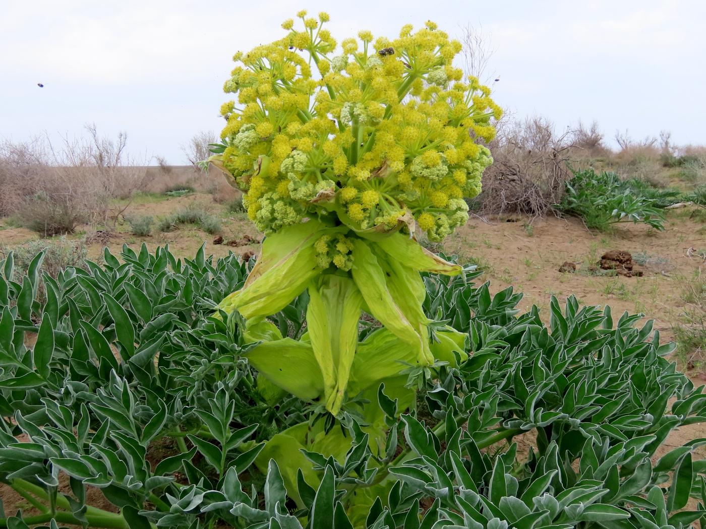 Изображение особи Ferula foetida.