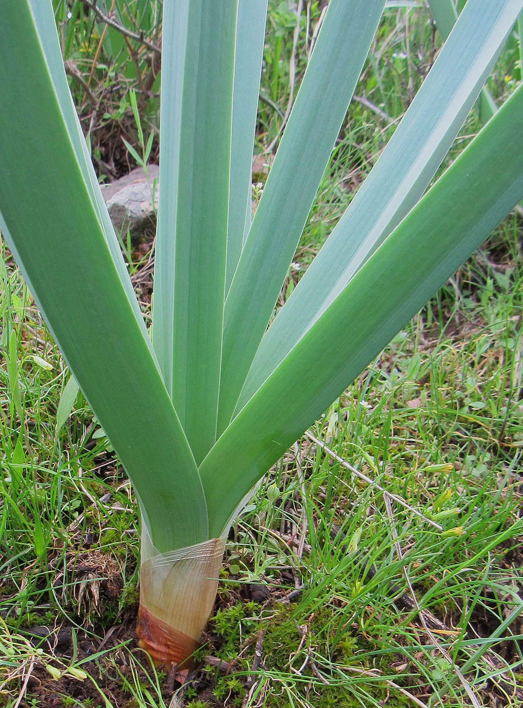Image of Eremurus regelii specimen.