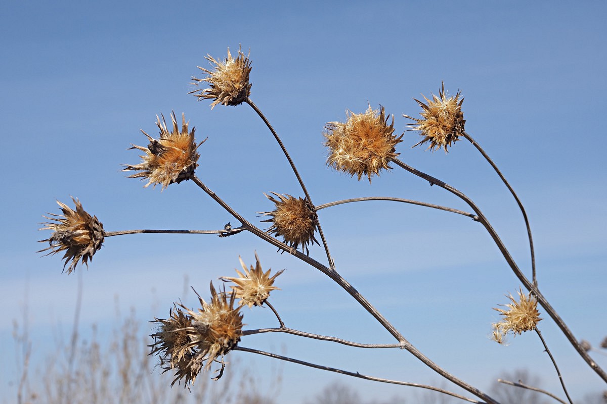 Image of Serratula coronata specimen.