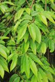 Castanea sativa. Ветвь с листвой и развивающимися соцветиями. Краснодарский край, Сочинский р-н, окр. с. Эстосадок, просека в горном буковом лесу, выс. ≈ 1000 м н.у.м. 16 июня 2019 г.