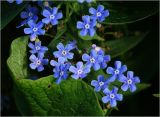 Brunnera sibirica