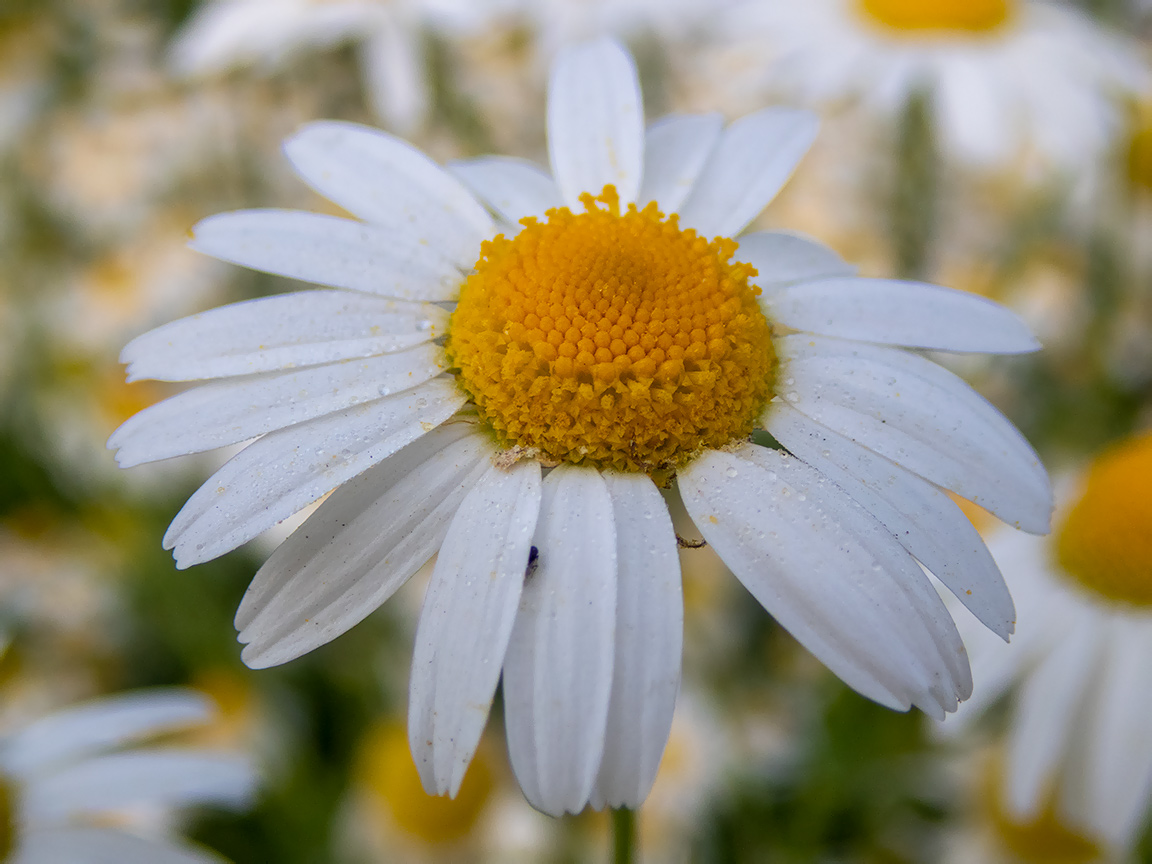 Изображение особи Tripleurospermum inodorum.