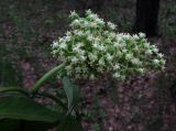 Sambucus sibirica