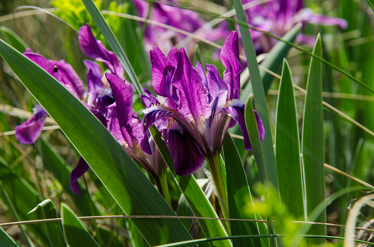 Изображение особи Iris pumila.