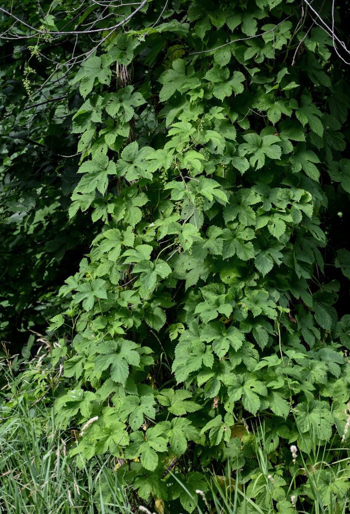 Image of Humulus lupulus specimen.