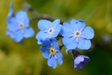 Myosotis alpestris. Цветки. Краснодарский край, Адлерский р-н, хр. Аибга, гора Каменный Столб, 2480 м н.у.м., субальпийский луг. 29.07.2023.