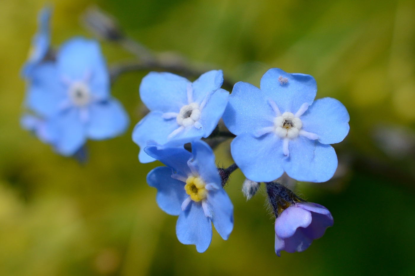 Image of Myosotis alpestris specimen.