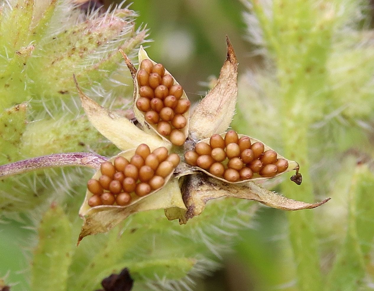 Image of Viola arvensis specimen.