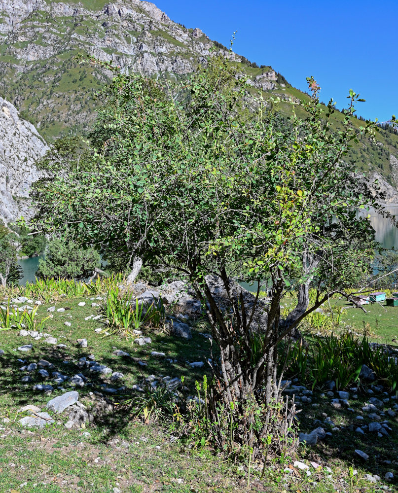 Image of Berberis integerrima specimen.