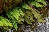 Polypodium vulgare