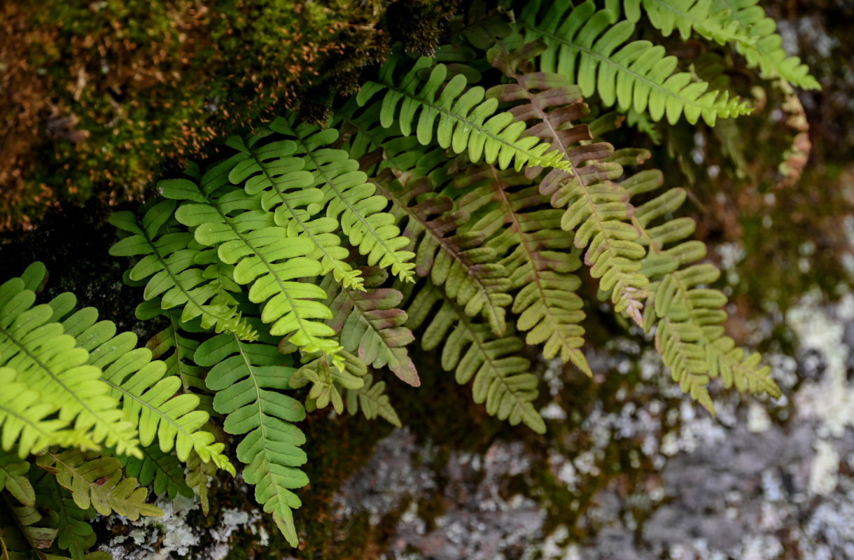 Изображение особи Polypodium vulgare.