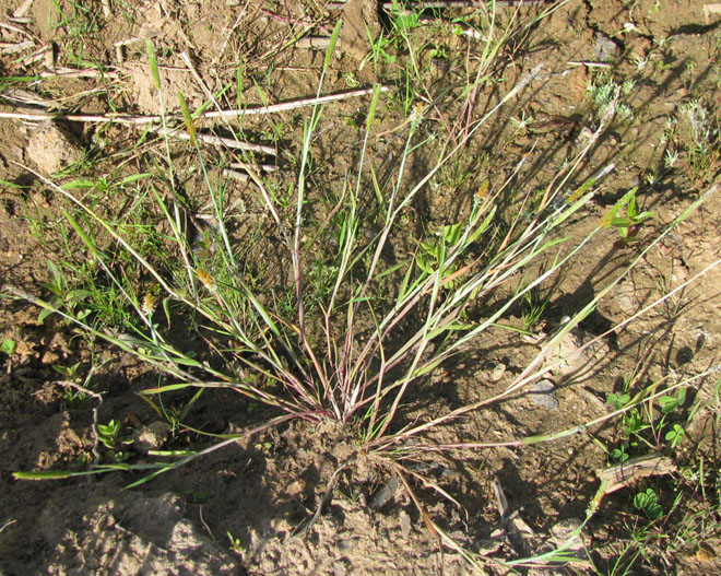 Image of Alopecurus aequalis specimen.