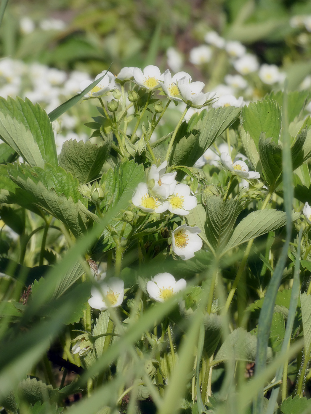 Image of Fragaria &times; ananassa specimen.