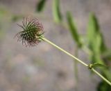 Geum urbanum