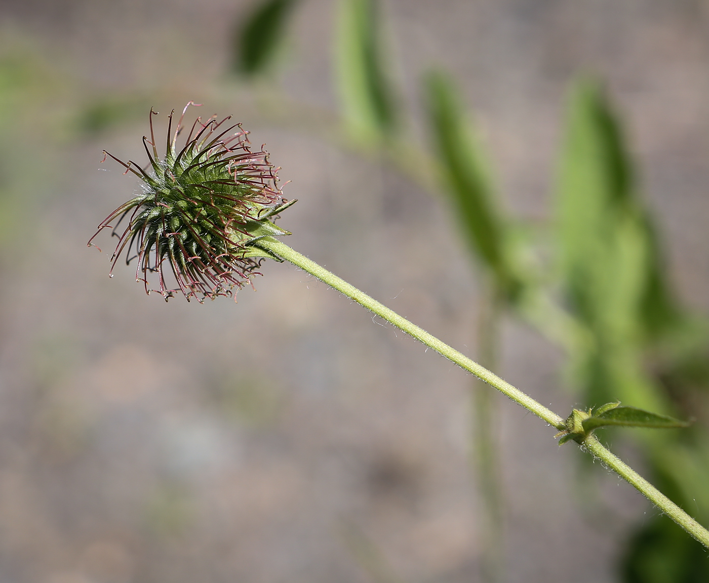 Image of Geum urbanum specimen.