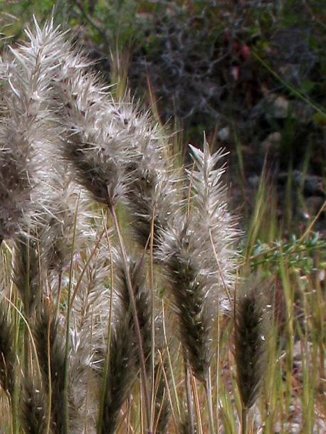 Image of Enneapogon desvauxii specimen.