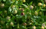 Honckenya peploides subspecies major. Верхушки побегов с раскрывшимся и нераскрывшимися плодами. Курильские о-ва, о-в Итуруп, бухта Водопадная, каменистый пляж. 16.08.2023.