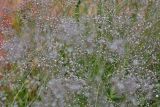 Gypsophila paniculata