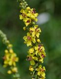 Verbascum marschallianum. Часть соцветия. Ингушетия, Джейрахский р-н, с. Эгикал, ≈ 1200 м н.у.м., луг. 24.07.2022.