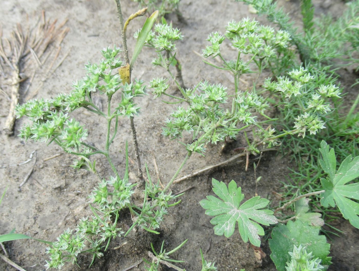Image of Scleranthus annuus specimen.