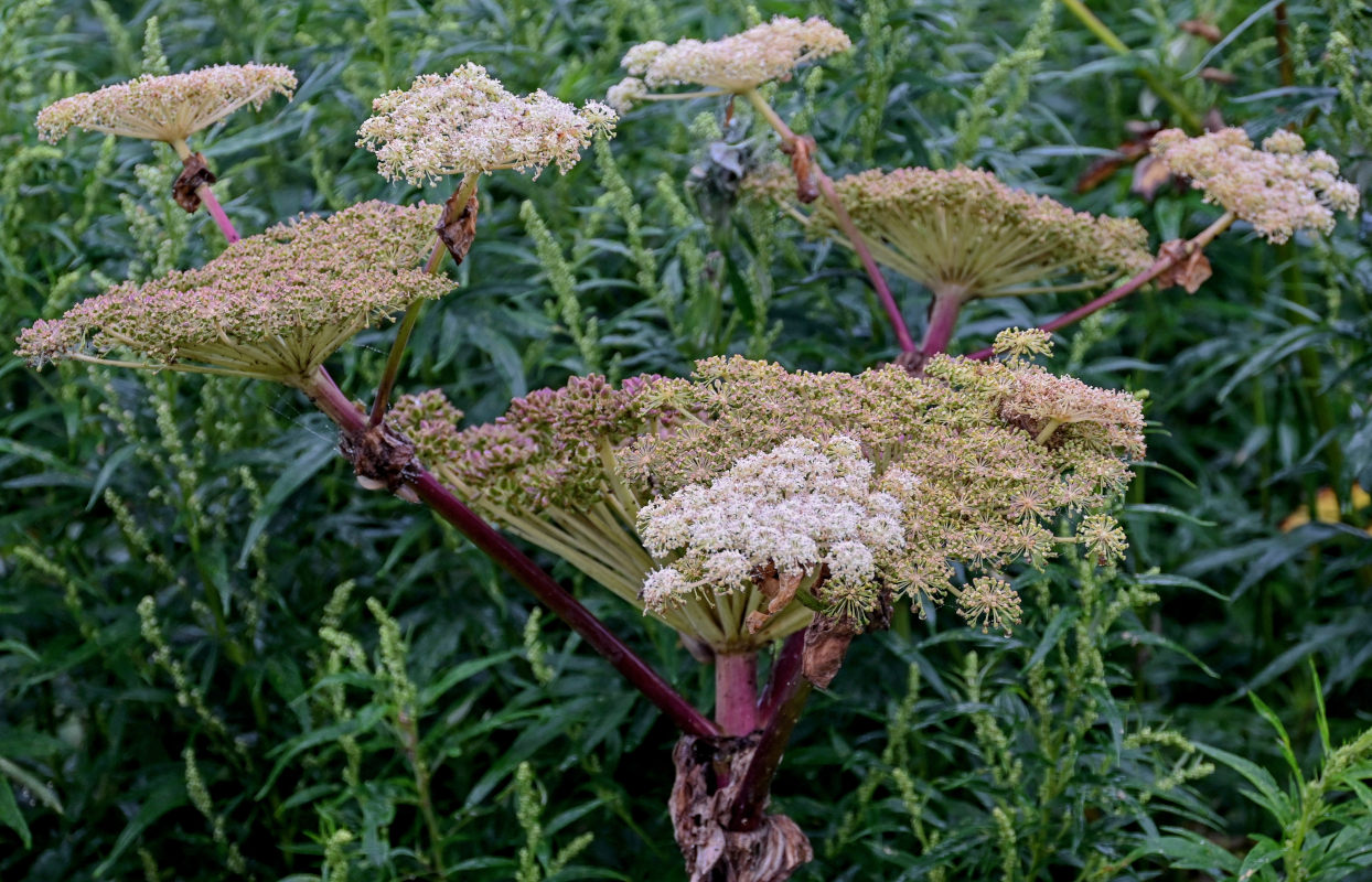 Image of Angelica ursina specimen.