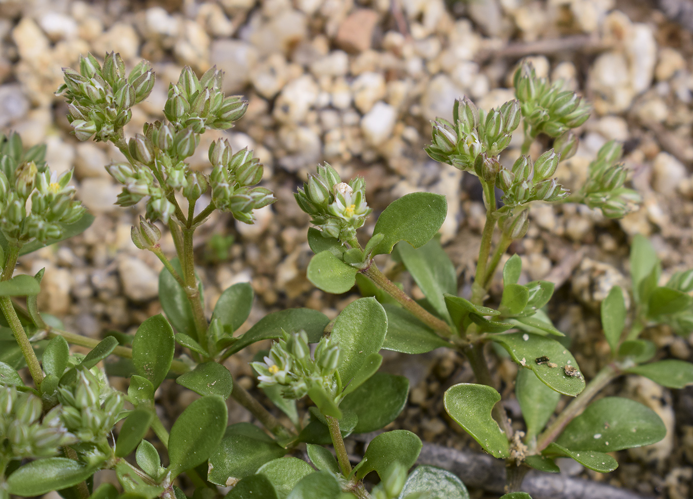 Изображение особи Polycarpon tetraphyllum.