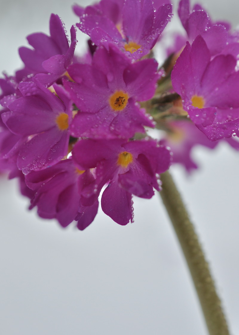 Изображение особи Primula denticulata.