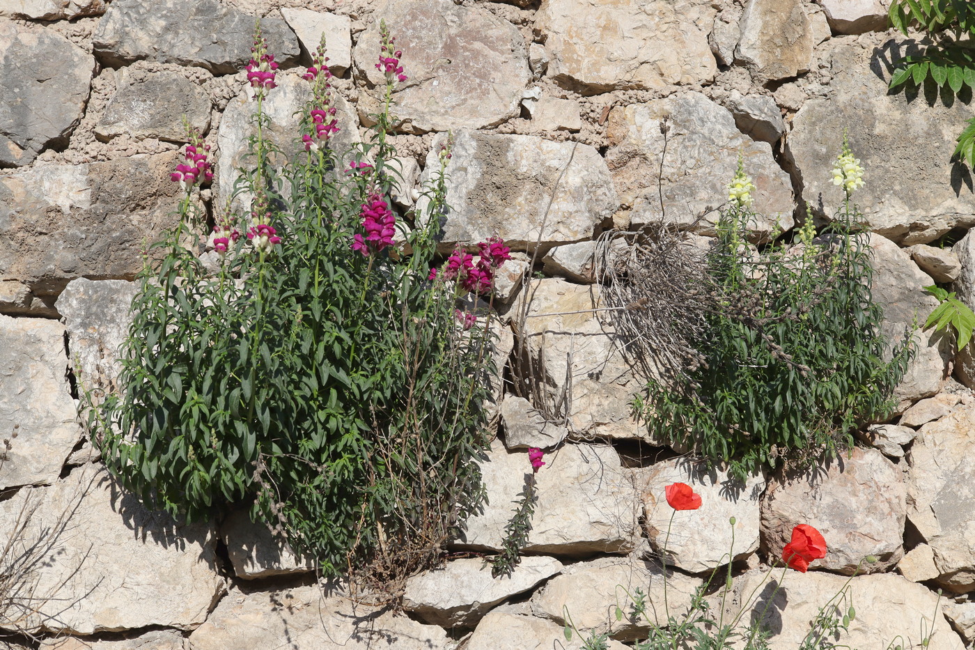 Изображение особи Antirrhinum majus.