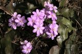 Hepatica nobilis