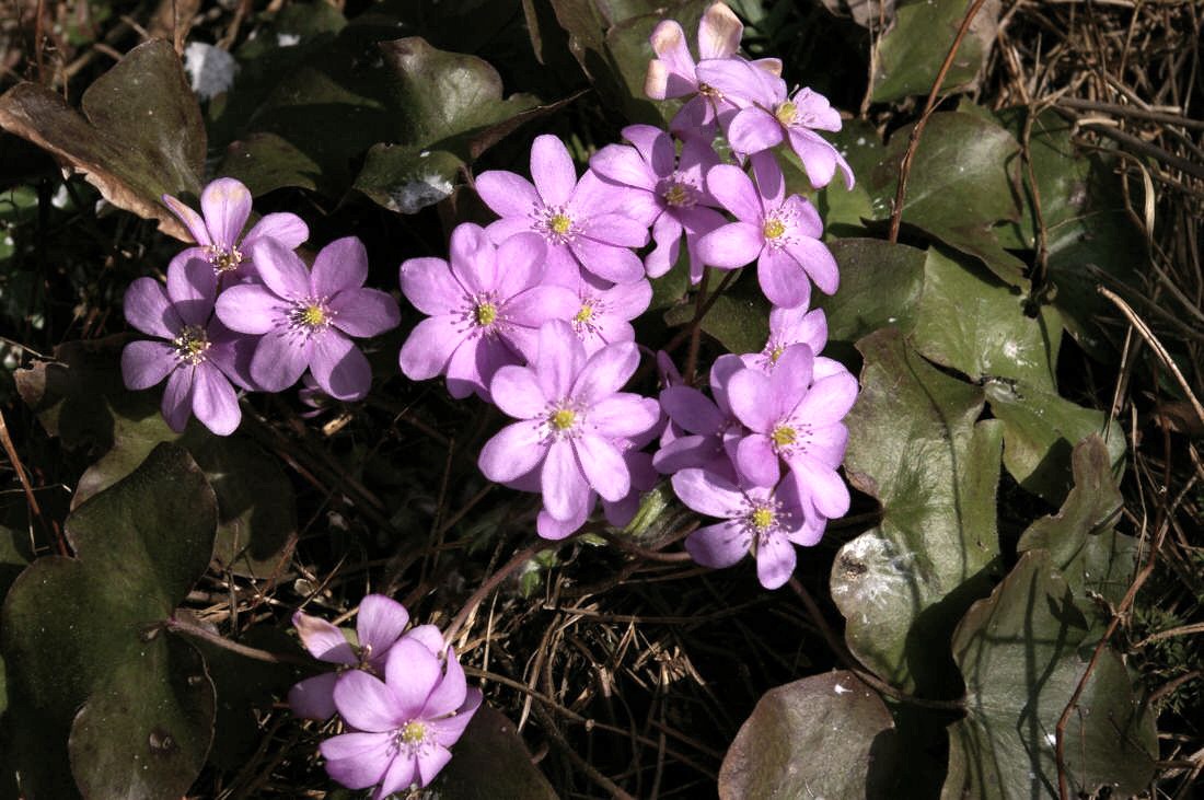 Изображение особи Hepatica nobilis.