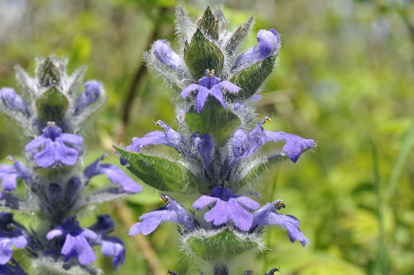 Image of Ajuga multiflora specimen.