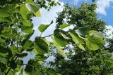 Tilia americana