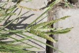 Eleusine indica