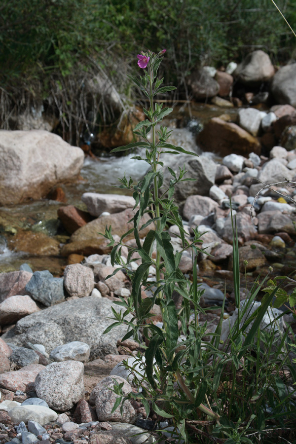 Image of Epilobium velutinum specimen.