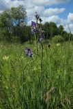 Iris sibirica