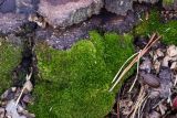 Dicranum montanum