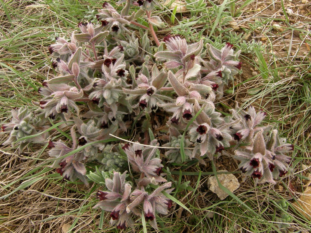 Image of Nonea taurica specimen.