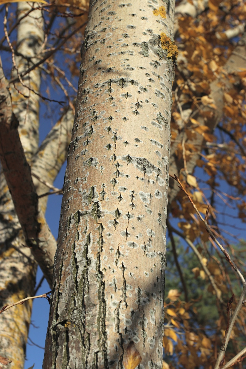 Image of Populus &times; sibirica specimen.