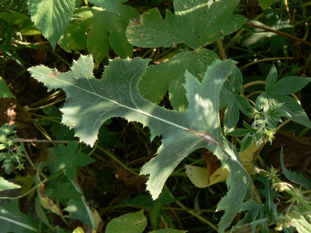 Изображение особи Lactuca serriola.