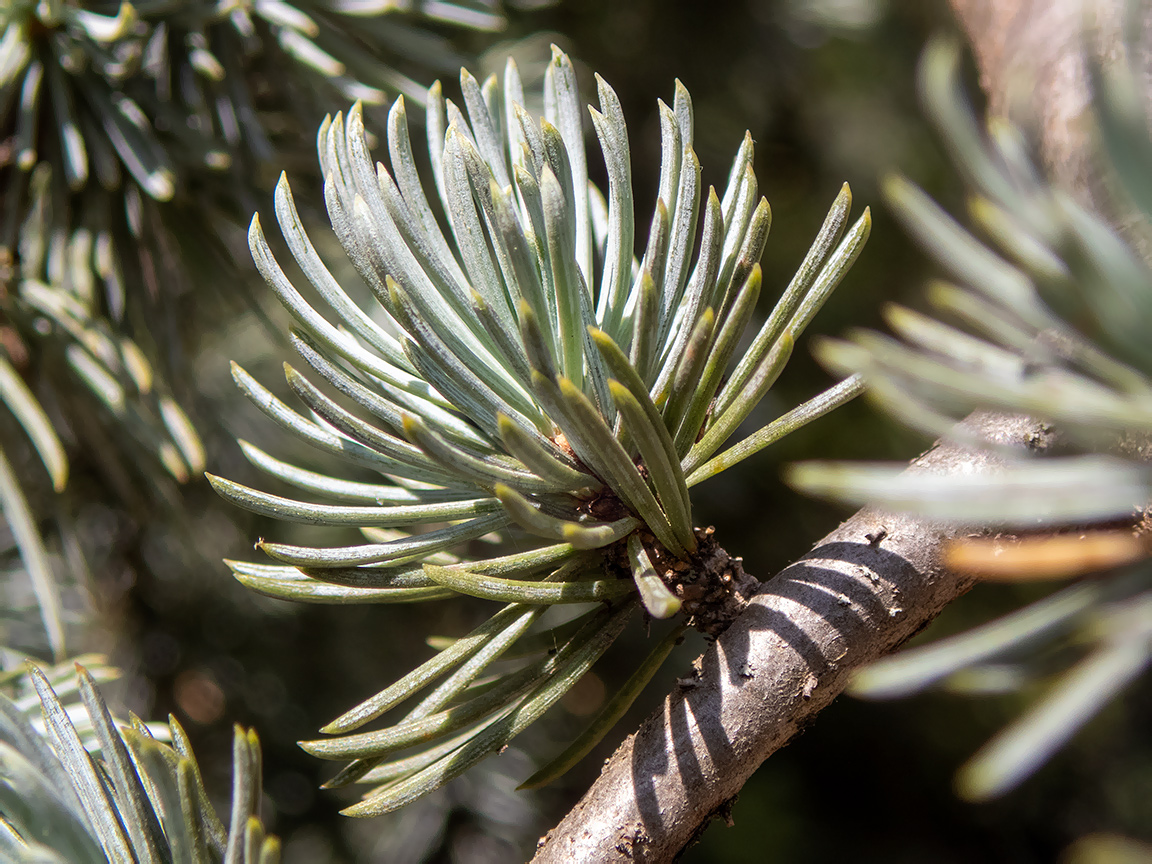 Image of Cedrus atlantica specimen.