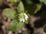 Stellaria media