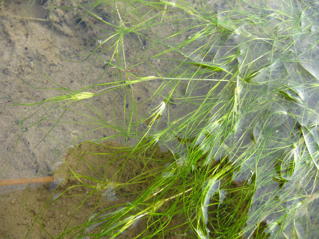 Image of Ruppia maritima specimen.