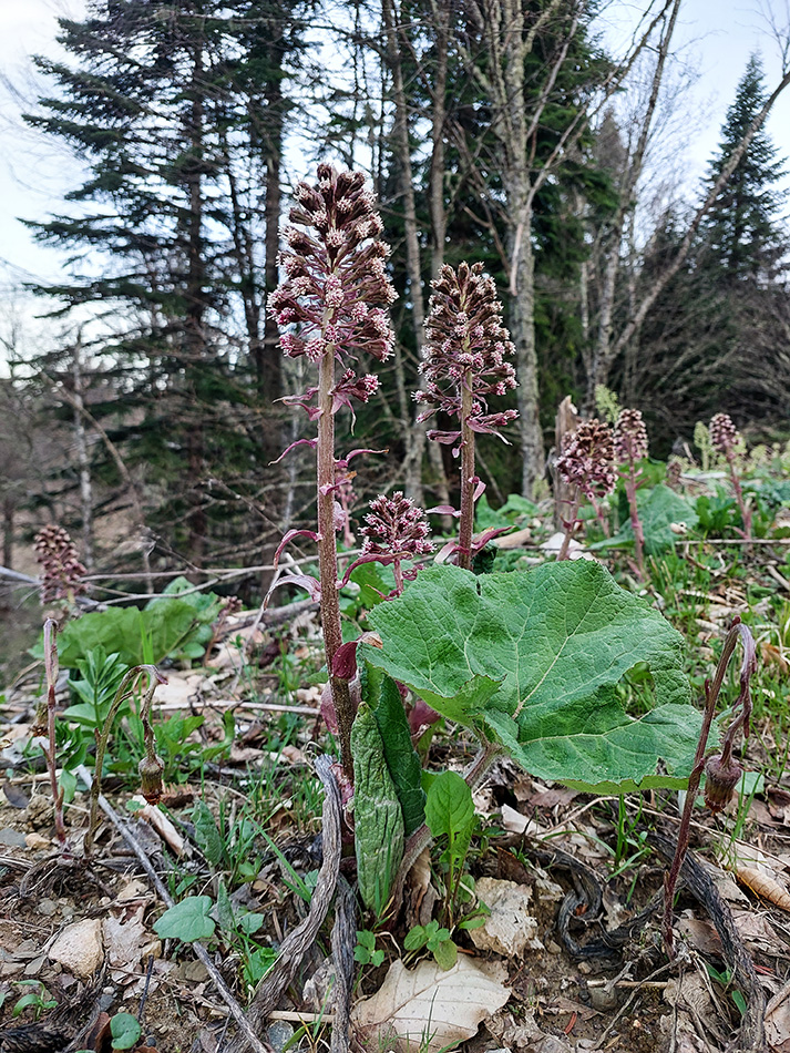 Изображение особи Petasites hybridus.