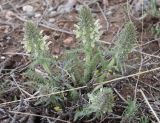 Pedicularis olgae