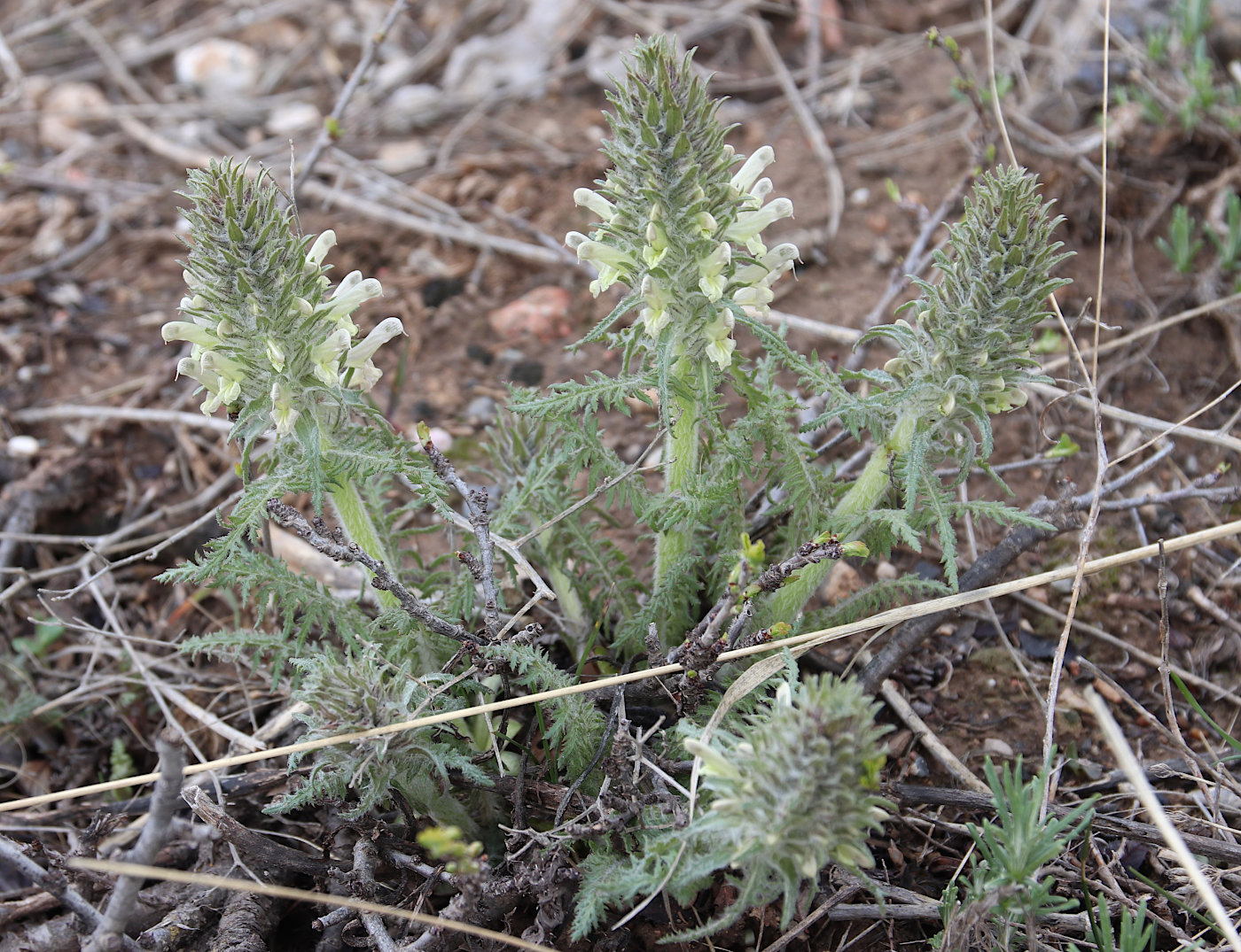 Image of Pedicularis olgae specimen.