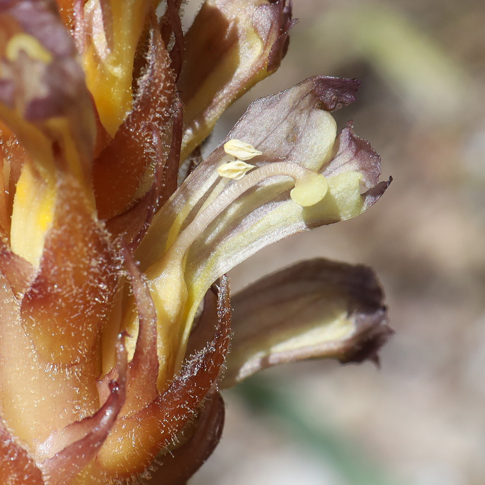 Image of Orobanche grenieri specimen.