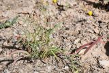 genus Astragalus. Плодоносящее растение. Таджикистан, Хатлонская обл., Кабодиёнский р-н, хр. Аруктау, окр. пер. Дандан-Чикан, пестроцветы. 14 апреля 2025 г.
